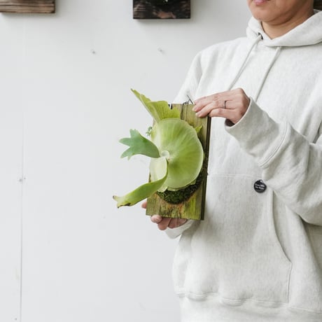 【2026.4/28〜】板付ビカクシダ　P. willinckii sporeling