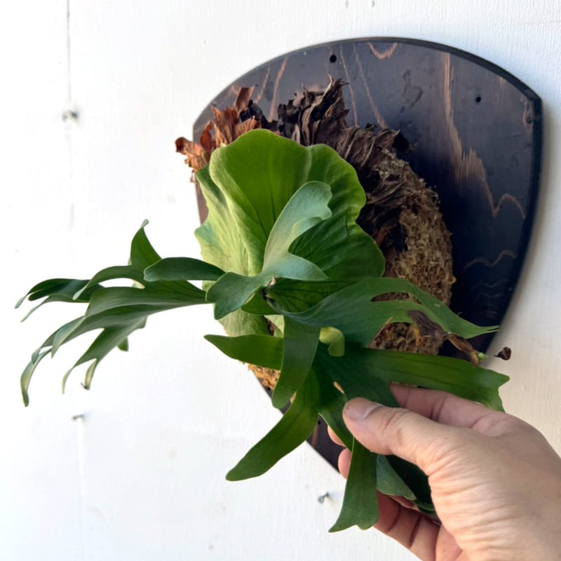 2024.5/29〜】板付ビカクシダ P. Coronarium 'White' | IMAMA