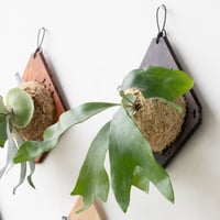 2025.2/2〜】板付ビカクシダ P. willinckii Nano sporeling