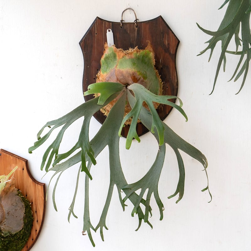 ビカクシダP.Antler Crown spore (YMDS)#3 大サイズビカクシタP