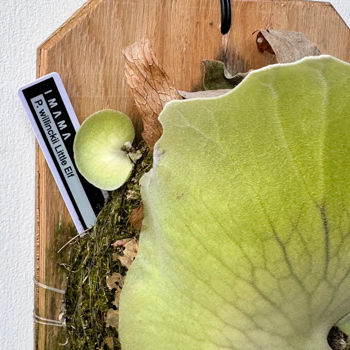 【P.willinckii Little Elf 】OC株　001 2025.3/25〜】板付ビカクシダ P. willinckii 'Little Elf'