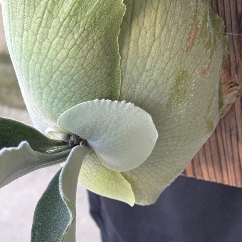 2026.5/5〜】板付ビカクシダ P. veitchii 'Suddan' sporeli