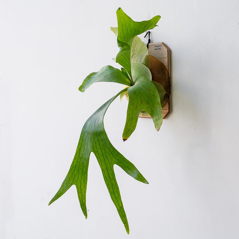 2025.11/12〜】板付ビカクシダ P. hillii 'bangpung short