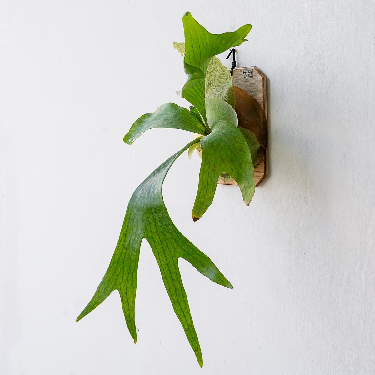 2025.11/12〜】板付ビカクシダ P. hillii 'bangpung short