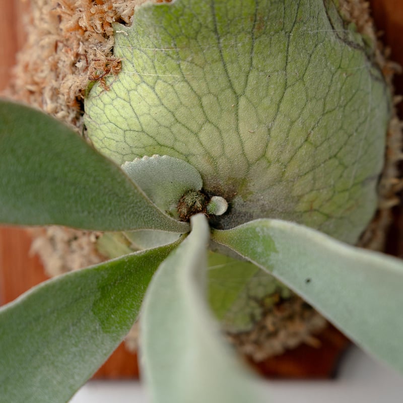 2025.11/22〜】板付ビカクシダ P. veitchii | IMAMA