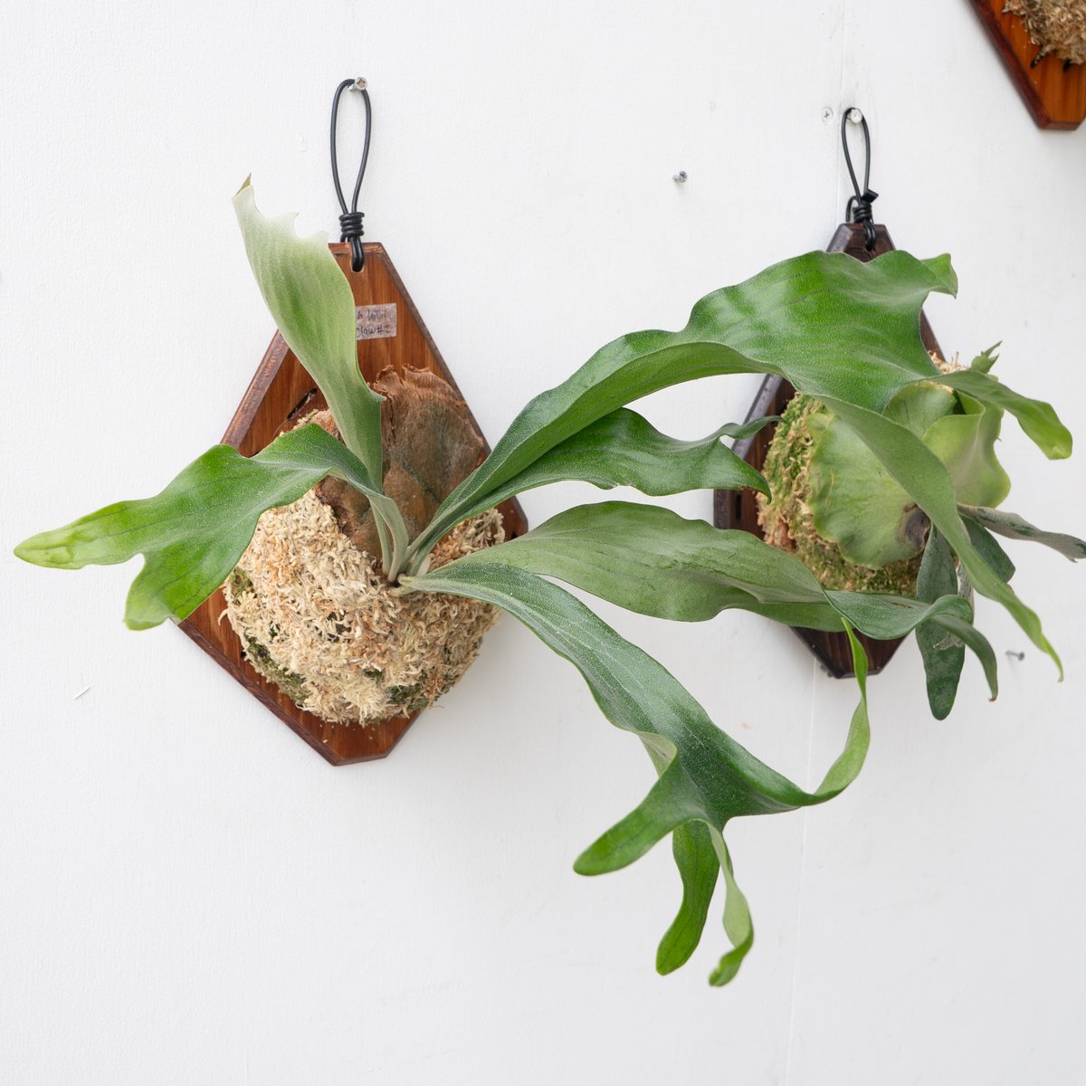 2025.9/23〜】板付ビカクシダ P. hillii dragon claw #2（