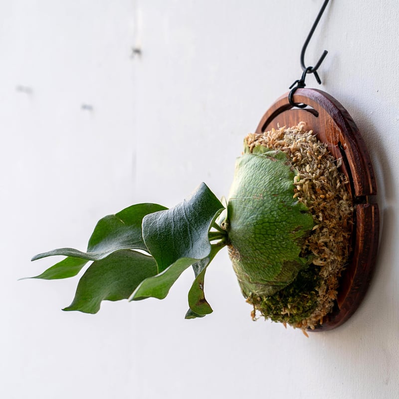 2025.11/12〜】板付ビカクシダ P. FSQ 'White Windmill' （