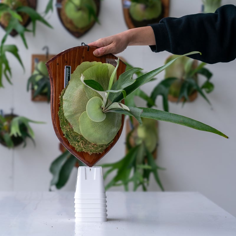 2025.1/19〜】板付ビカクシダ P. bifurcatum × P. Mt.lewi