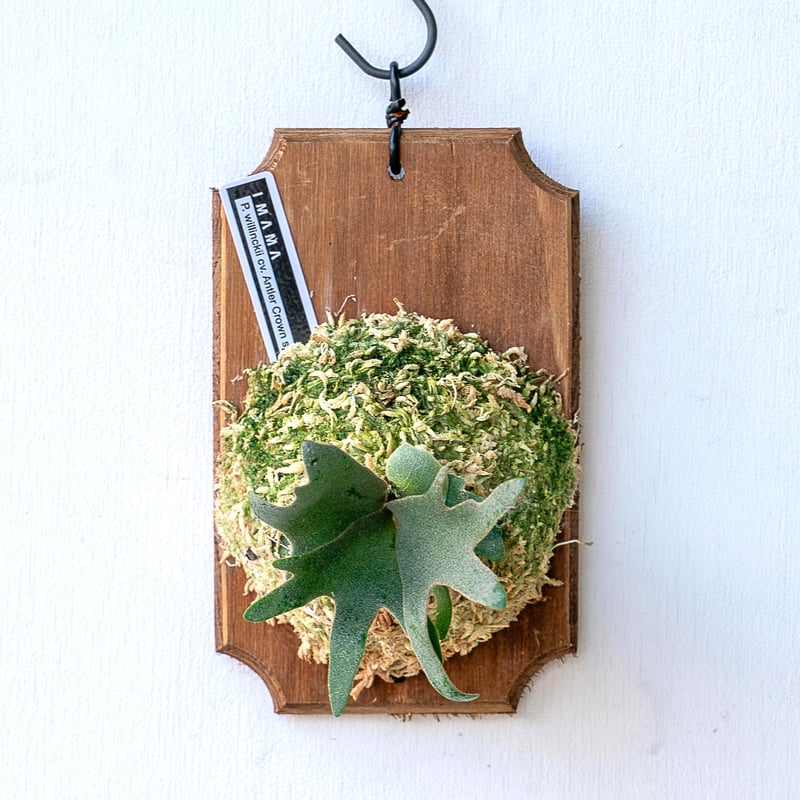 2025.11/12〜】板付ビカクシダ P. willinckii 'Antler cro