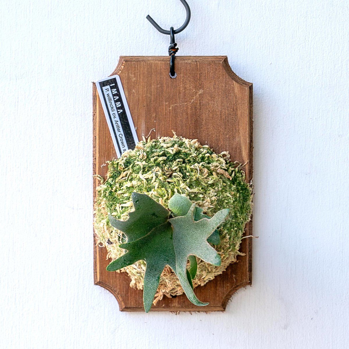 2025.11/12〜】板付ビカクシダ P. willinckii 'Antler cro