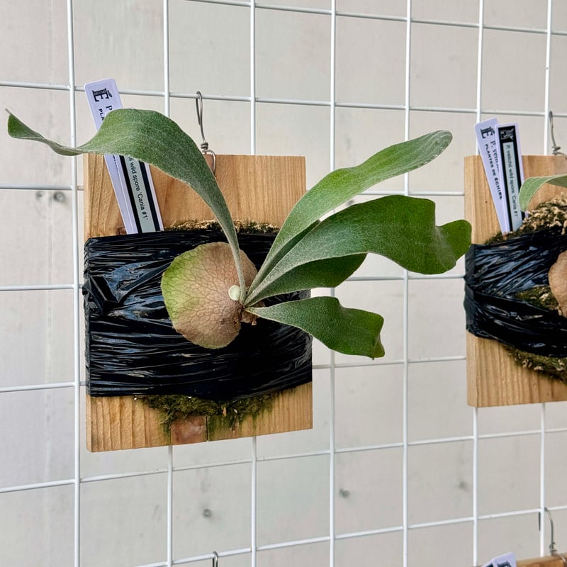 ビカクシダ P.veitchii sp.sporeling TIP#8　ベイチー P. veitchii wild (vp#0 'Steel' ) 家にあるveitchiiのほぼほぼ