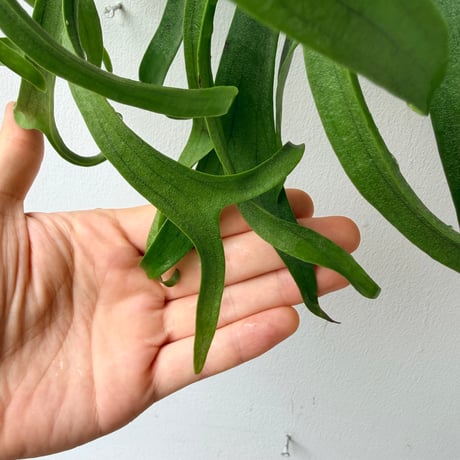 【2026.7/2〜】板付ビカクシダ　 P. coronarium 'White'