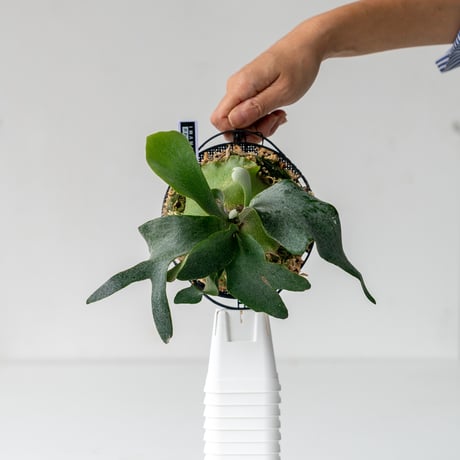 P.foongsiqi spore P.foong siqi spore FSQ ビカクシダ フーンシキ