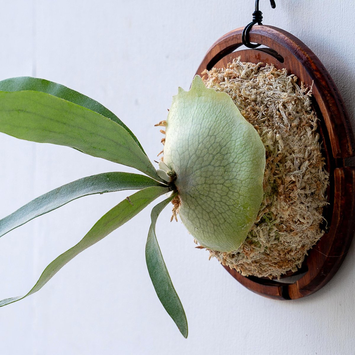 2025.11/12〜】板付ビカクシダ P. veitchii_1 | IMAMA