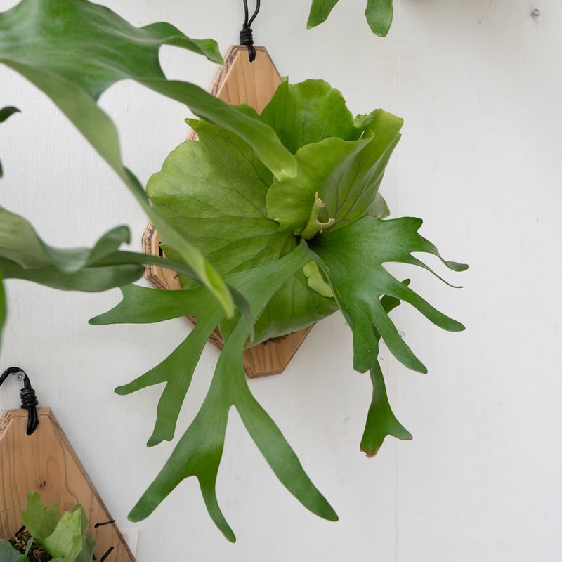 美株　ビカクシダ P.kitshakood×P.ridleyi Platycerium Mt.kitshakood (P. ridleyi x P. coronarium) 1