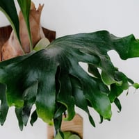 【2025.4/18〜】板付ビカクシダ　P. hillii pumila Kew Garden × P. willinckii Bogor Mr.Suddan