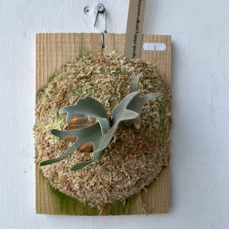 CATEGORY Platycerium (ビカクシダ/特集) | IMAMA CATEGORY Platycerium (ビカクシダ/特集) | IMAMA