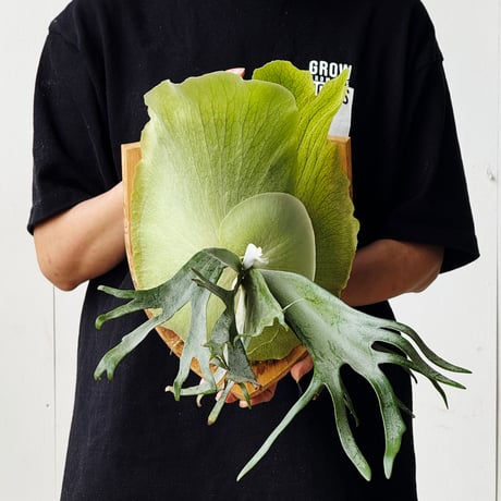 ビカクシダ | STORES