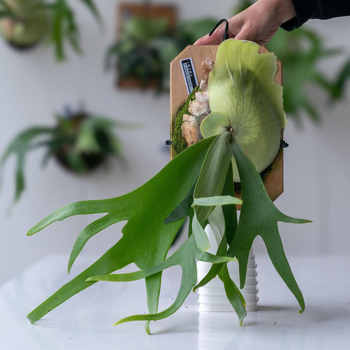 m*3様 ウィリンキー　ヤミー　oc ビカクシダ 楽天市場】(現品) ビカクシダ ウィリンキー 'サウザンズ オブ アローズ