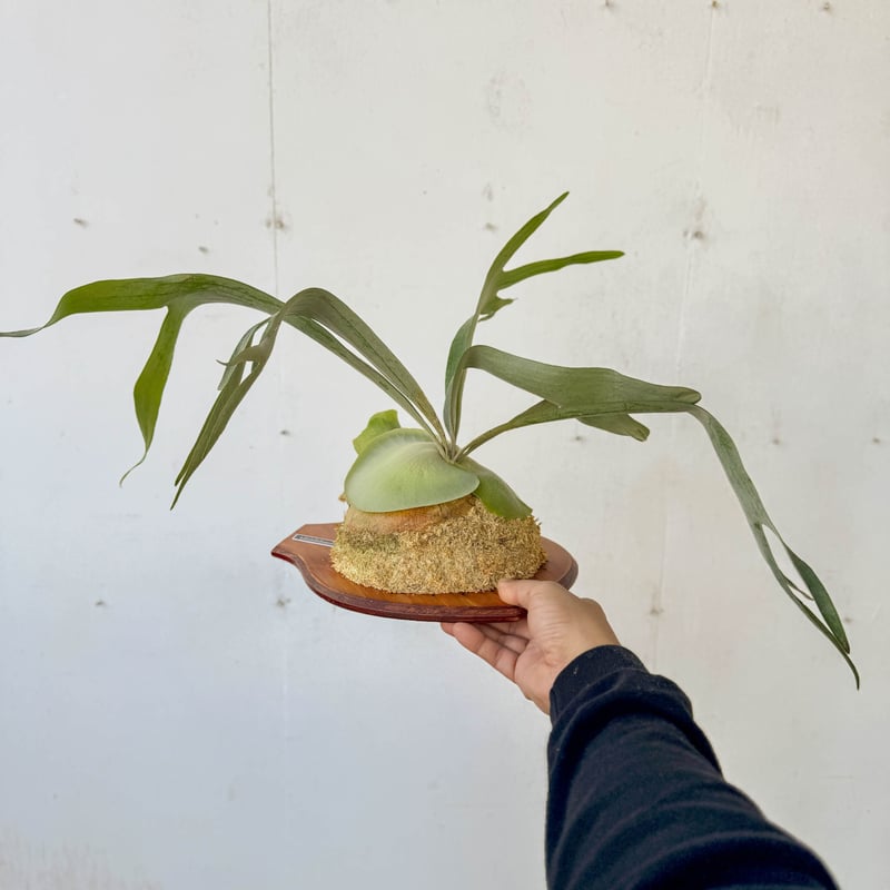 アフター縁日】板付ビカクシダ P. bifurcatum 'Townsville' |