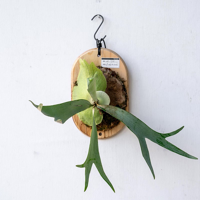 P.white hawk ビカクシダ Yahoo!オークション - P. 'White Hawk' ホワイトホーク【vandaka】ビカ