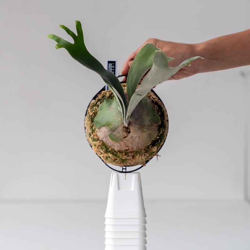 ビカクシダ　ペドロタツタ OC ビカクシダ ペドロタツタ OC 子株｜Yahoo!フリマ（旧PayPayフリマ）