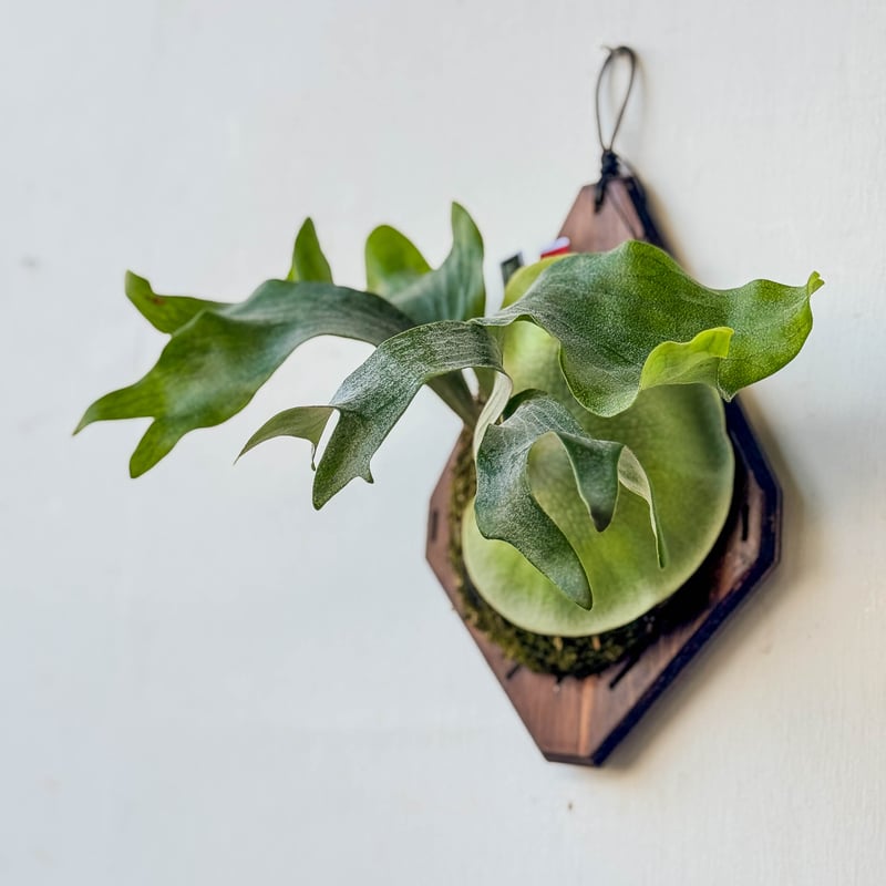 ビカクシダ Sval 子株 15 ビカクシダ Sval 子株