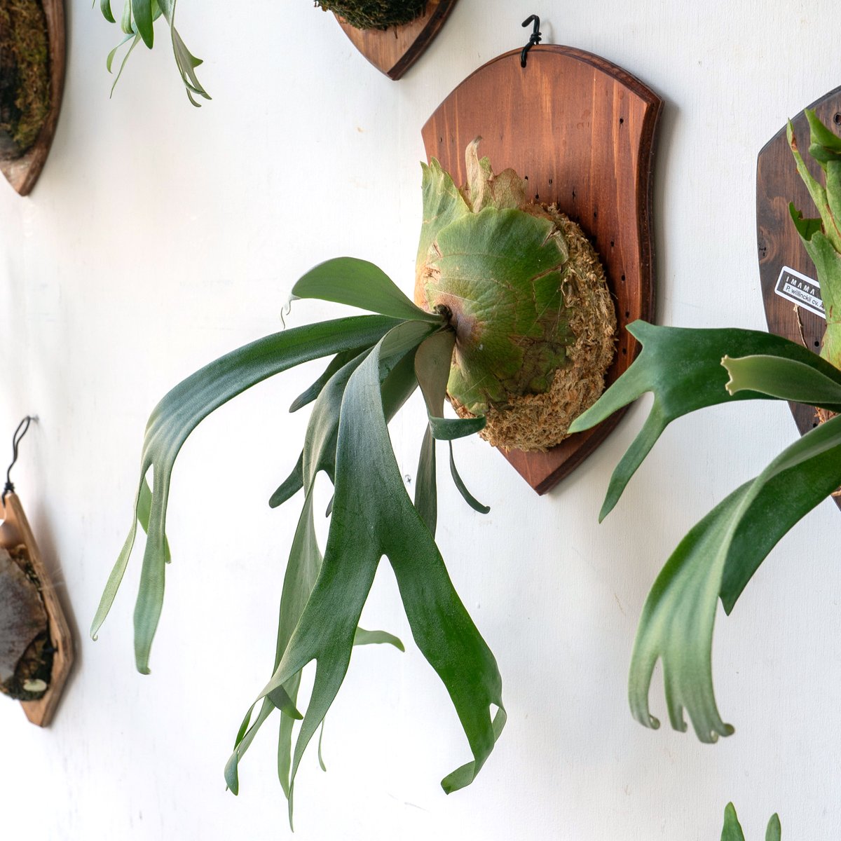 ヒ*リ様 ビカクシダ　バクテリア　子株 ヒ*リ様 ビカクシダ バクテリア 子株