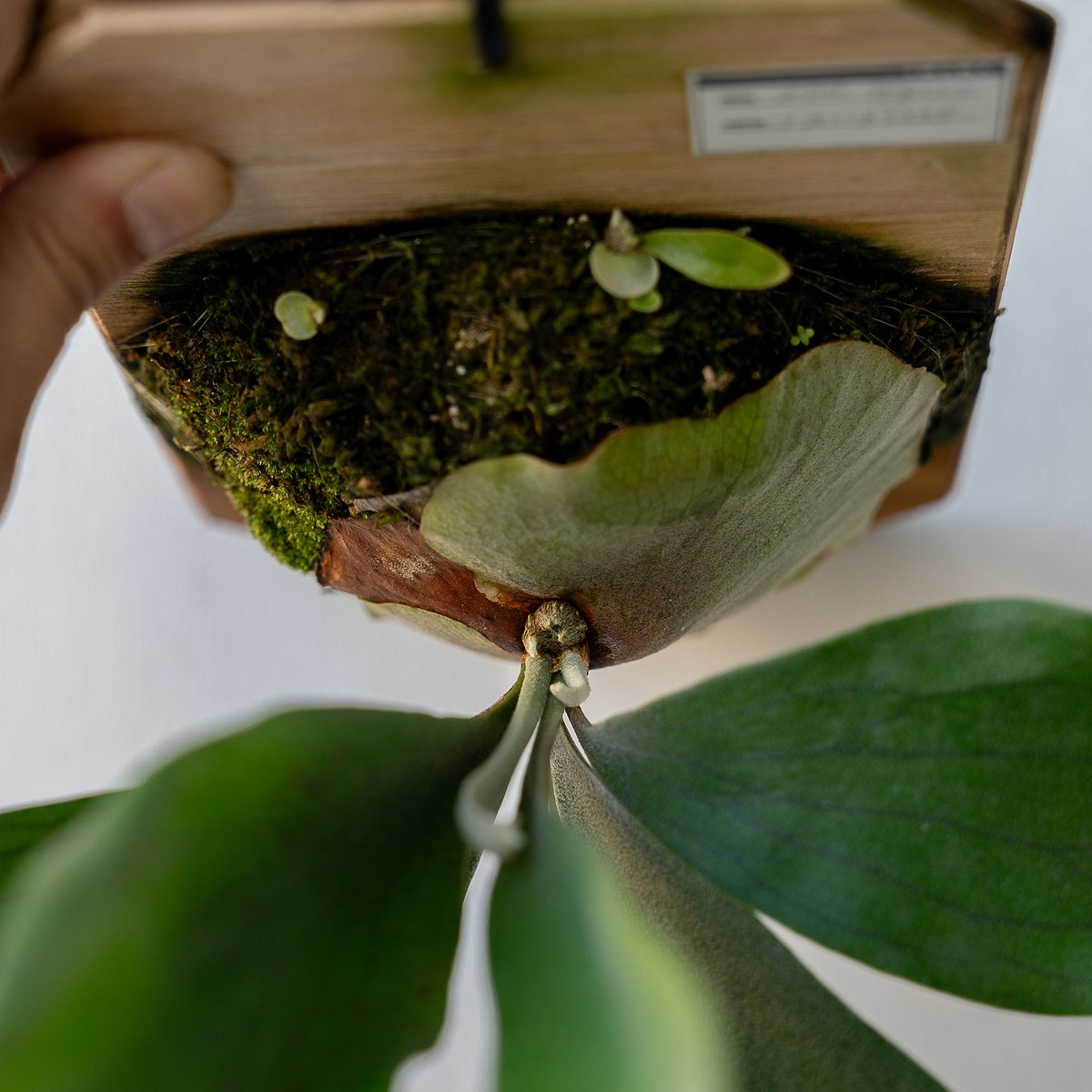 ○大株○ P.Hillii Hula 鋭敏 Hands 胞子・子株付き 