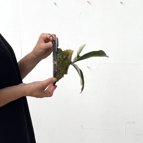 【2026.5/26〜】板付ビカクシダ　  P. veitchii 'Auburn River' × P. veitchii wild sporeling