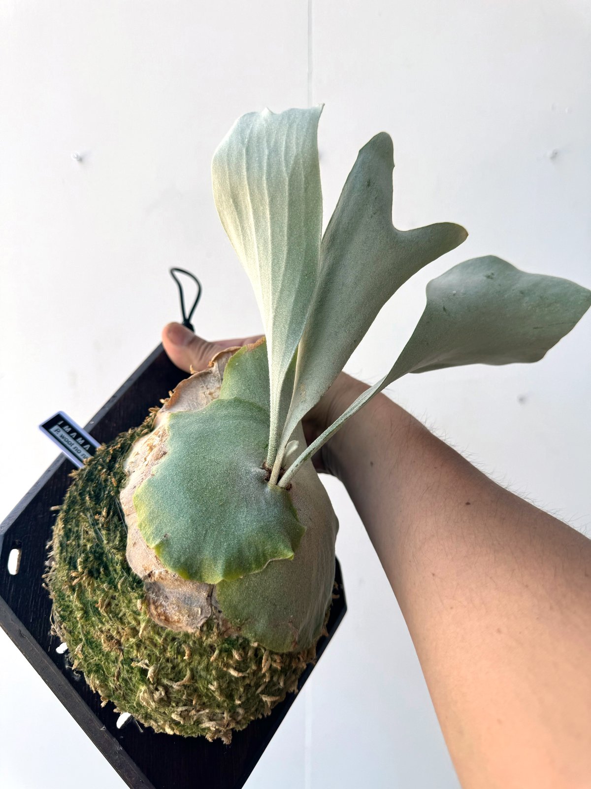 ビカクシダ P.Woot vp #2 Yahoo!オークション - P. 'Woot'(vp#2) ビカクシダ【vandaka】