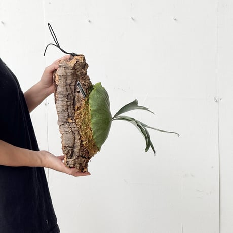 【2026.5/26〜】コルク付ビカクシダ　P. alcicorne madagascar