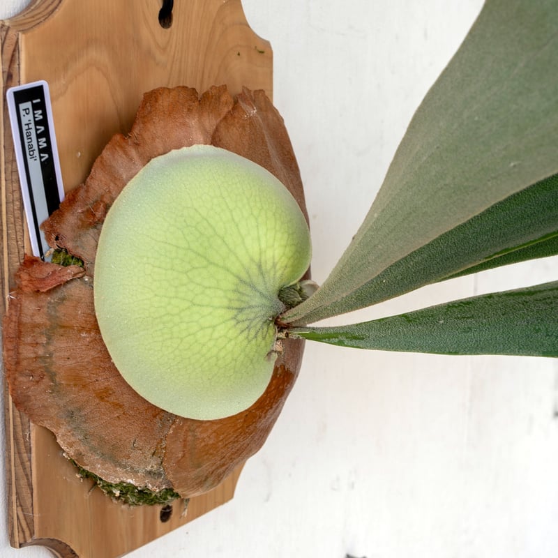 2025.8/2〜】板付ビカクシダ P. Hanabi | IMAMA