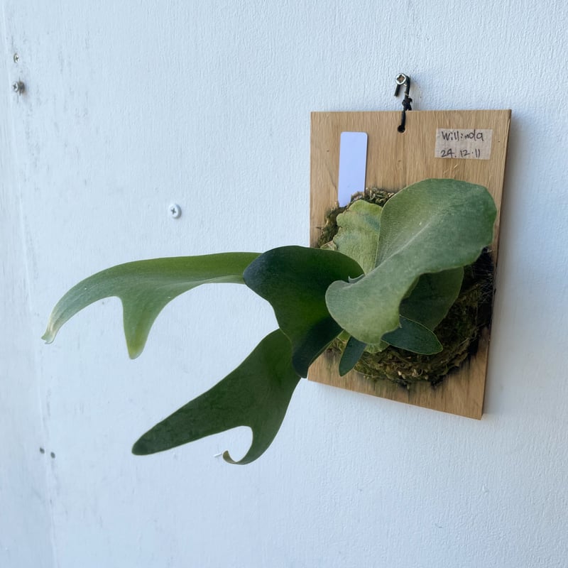 2025.8/3〜】板付ビカクシダ P. willinda（P. willinckii×P