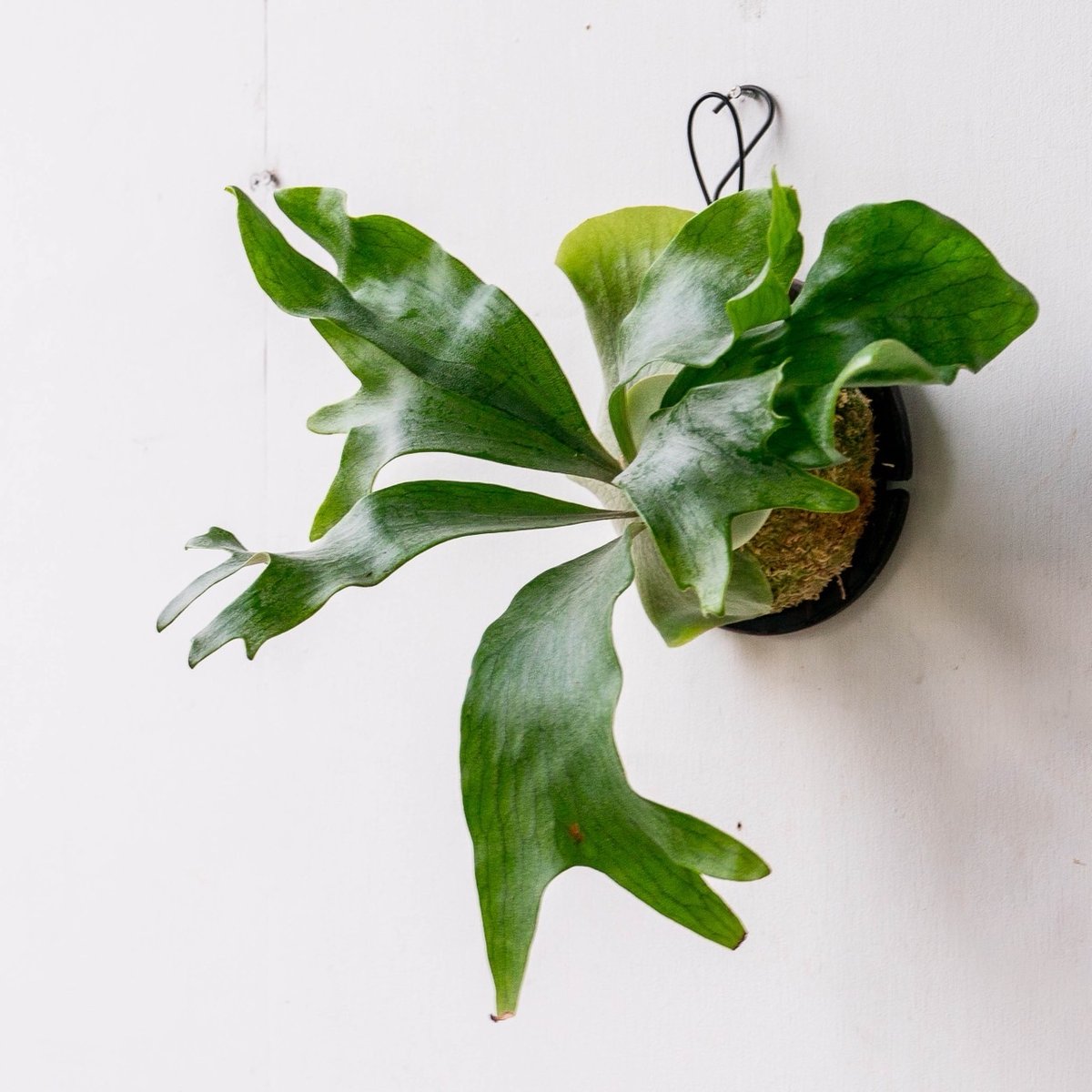 2025.11/19〜】板付ビカクシダ P.hillii Ngaesai（pup） | I