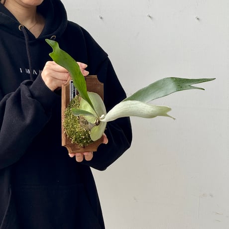 【2026.5/24〜】板付ビカクシダ　P. veitchii AUS [pup]