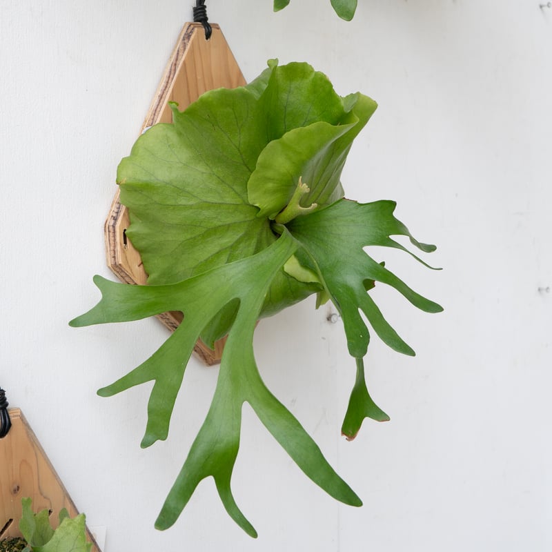 ビカクシダ P. 2025.9/23〜】板付ビカクシダ P. kitshakood thin leaf | I