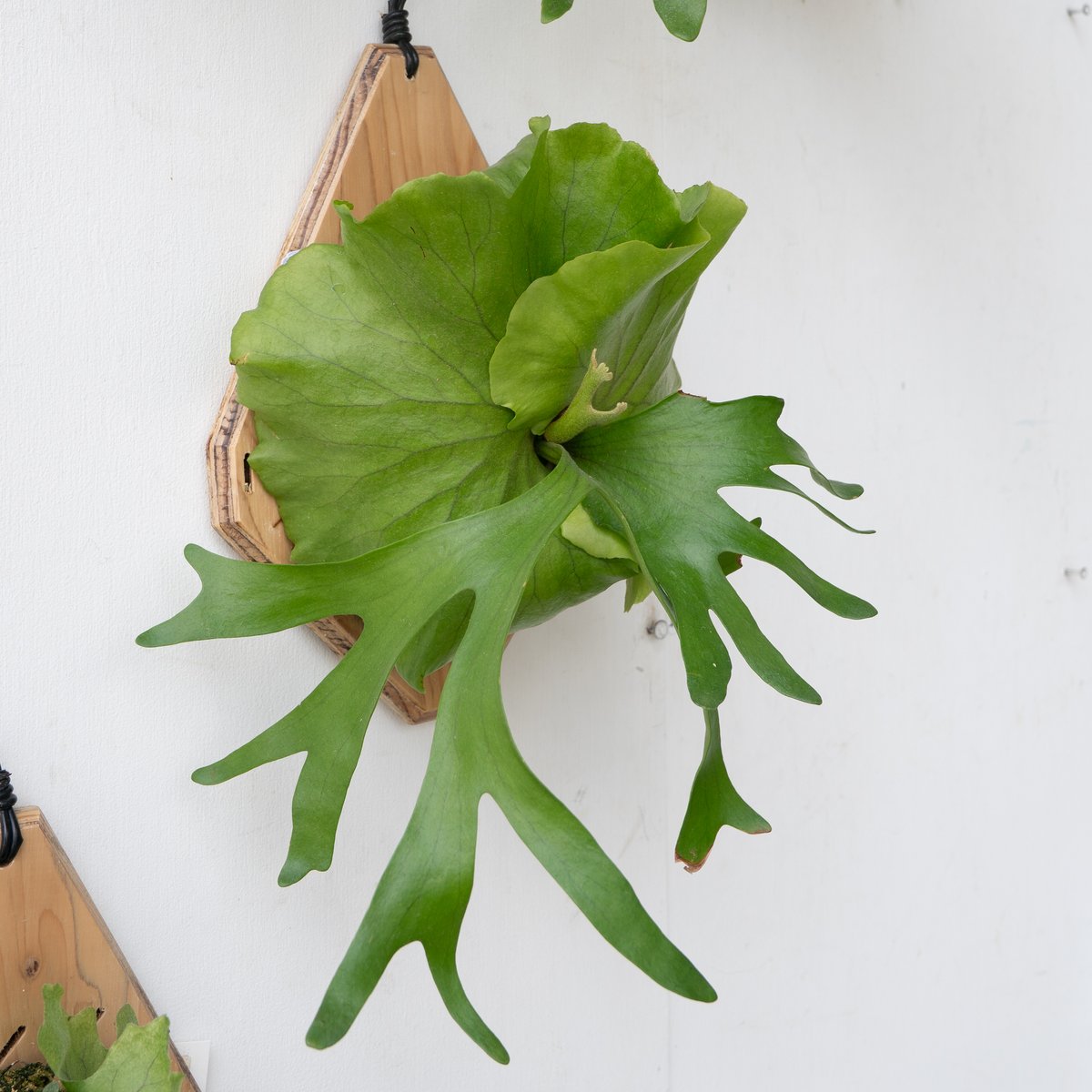 2025.9/23〜】板付ビカクシダ P. kitshakood thin leaf | I