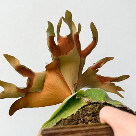 【2026.6/11〜】板付ビカクシダ　P. quadridichotomum × P. madagascariense