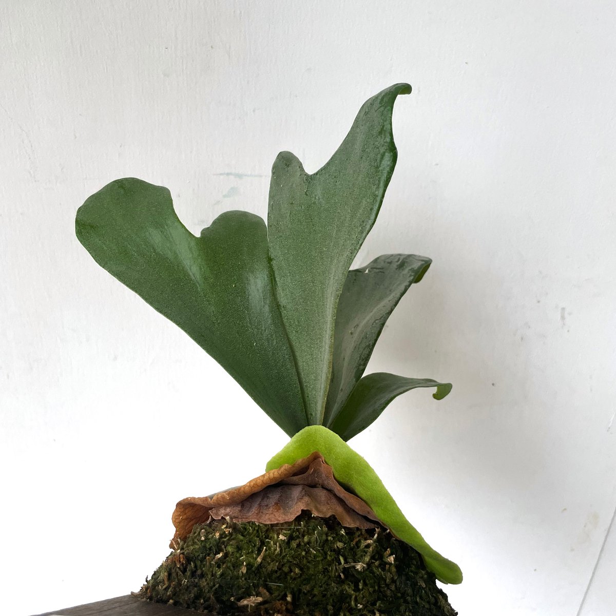 板付 森の王冠！大人気の大型種 ビカクシダ グランデ g1 【公式通販】