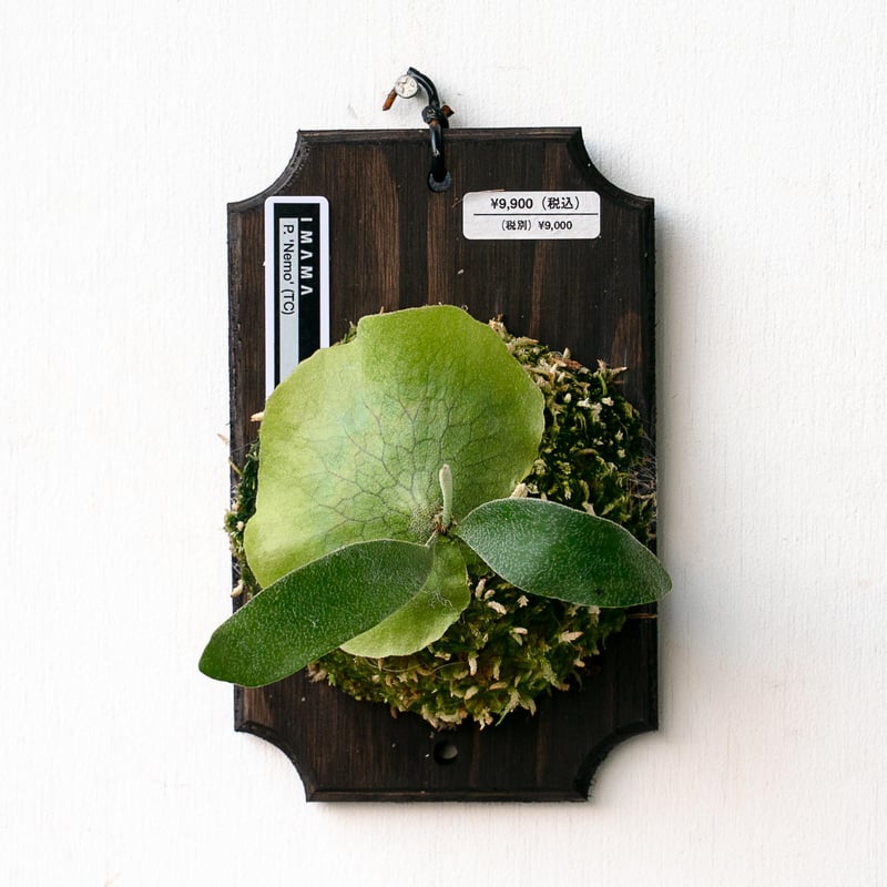 2025.11/22〜】板付ビカクシダ P. 'Nemo' （TC） | IMAMA