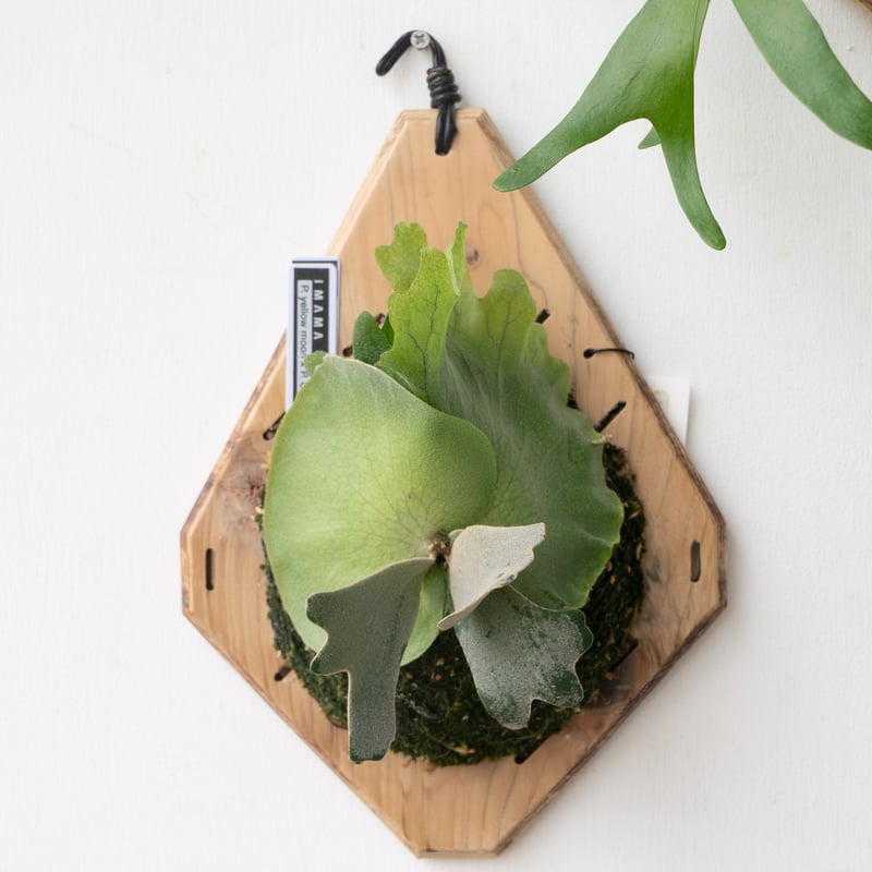 2025.9/23〜】板付ビカクシダ P. Yellow moon × CCS（spor