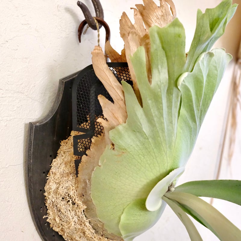 確認用Limpさま専用ビカクシダ色々  本日のライブ販売株 Mt.Olympus x P.Kitshakoodiense 'Thin