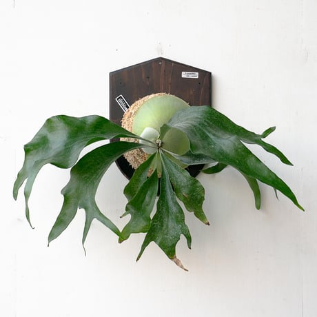 CATEGORY Mt. lewis | IMAMA