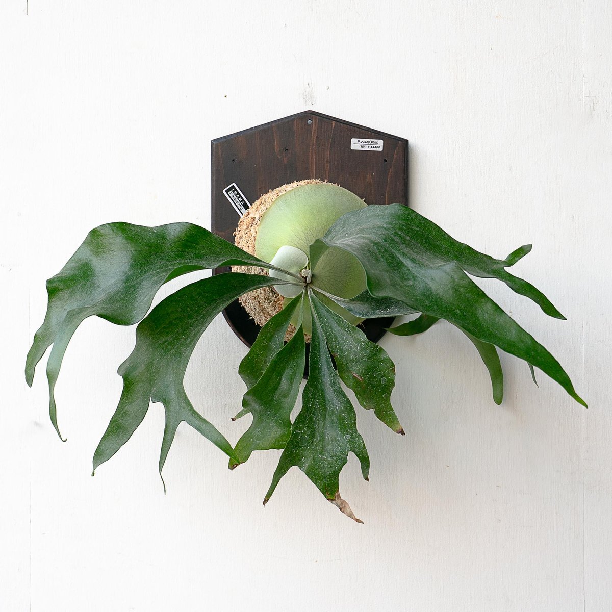 2025.11/22〜】板付ビカクシダ P. Trident（TC） | IMAMA