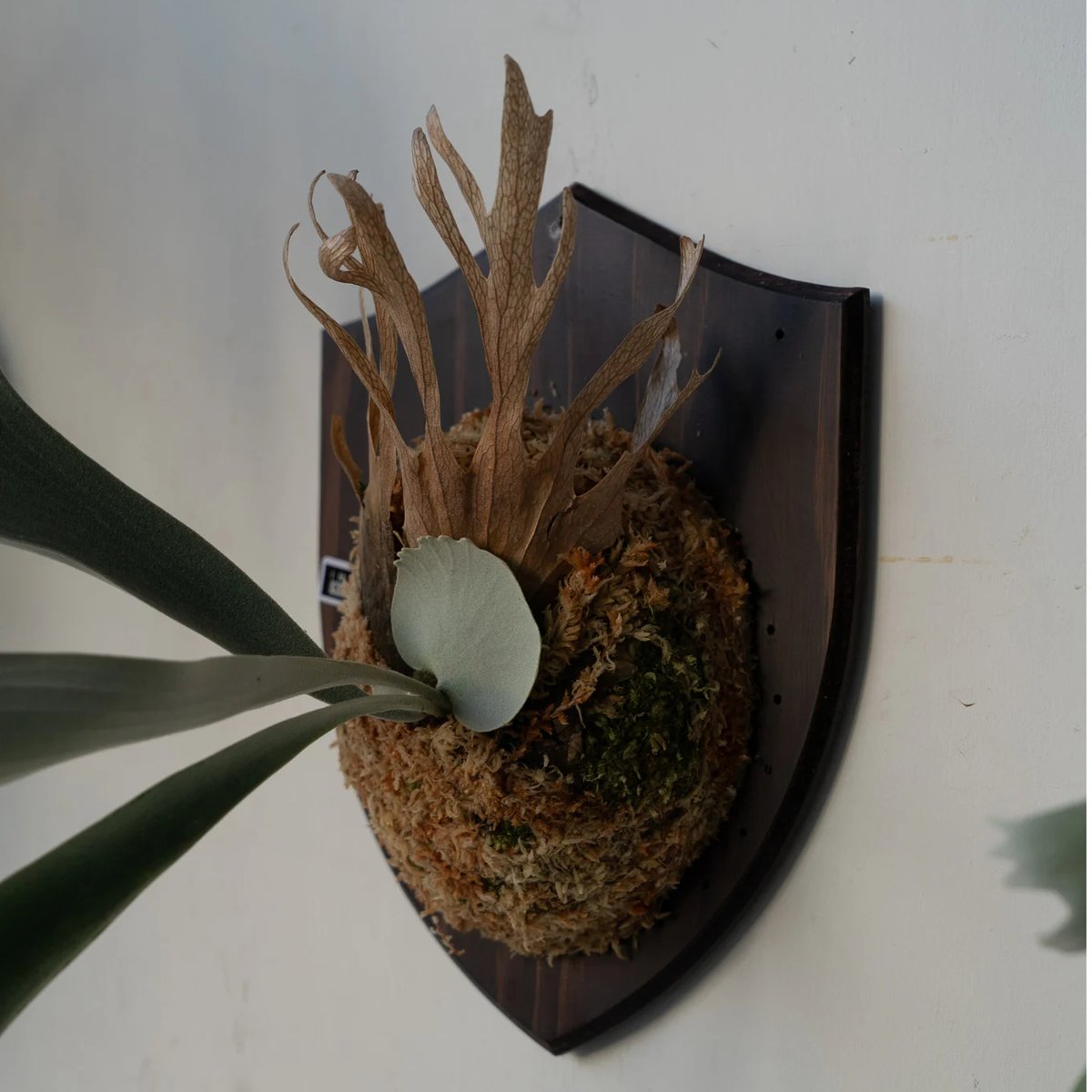 2025.6/16〜】板付ビカクシダ P. Himaraya | IMAMA