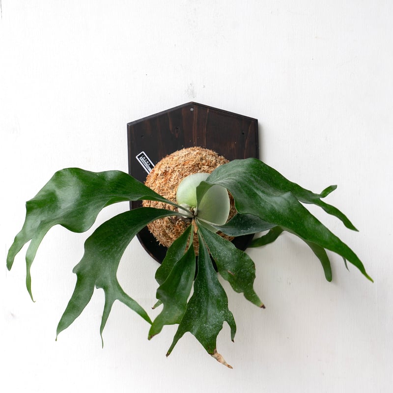 2025.11/4〜】板付ビカクシダ P. Trident（P. Mt.lewis × P