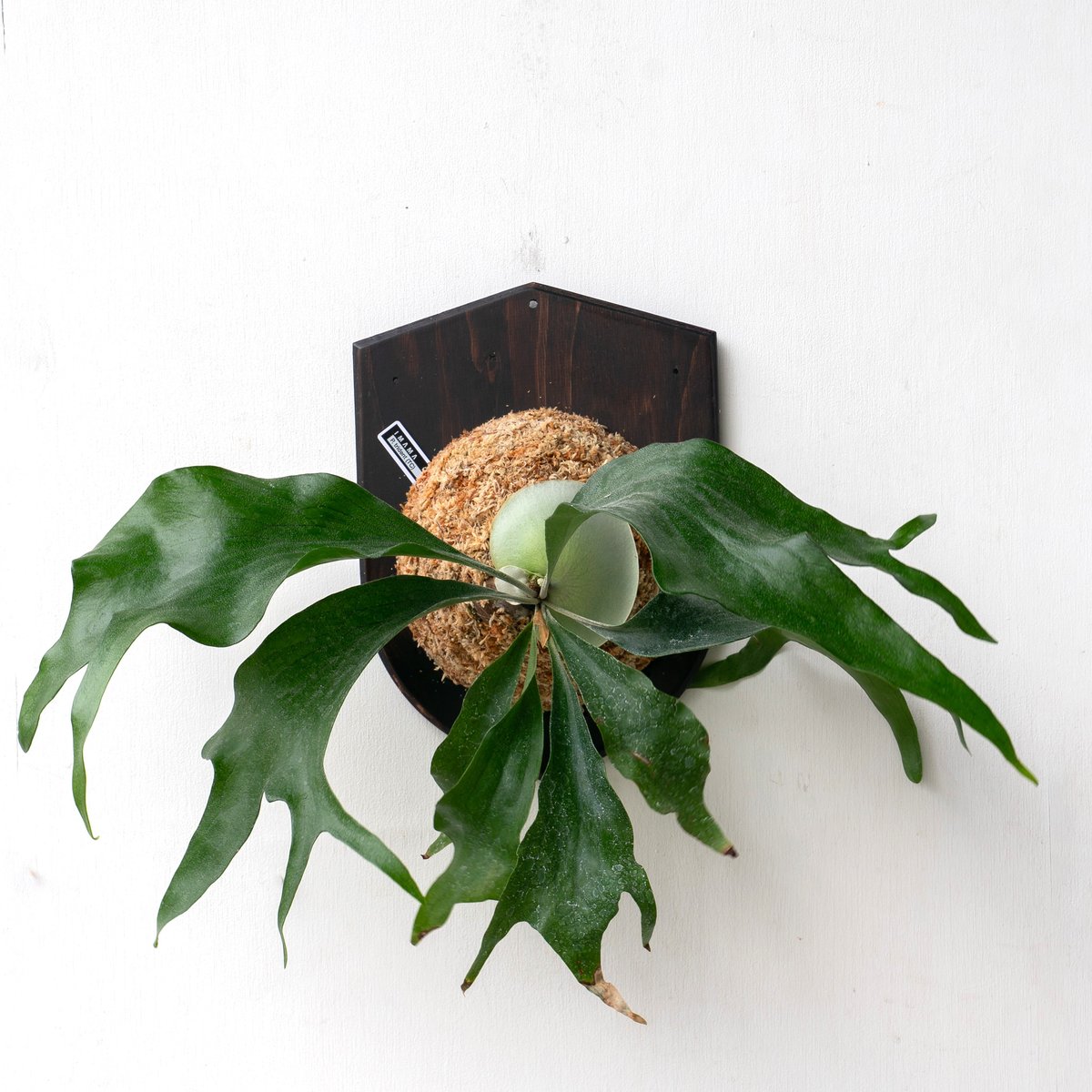 2025.11/4〜】板付ビカクシダ P. Trident（P. Mt.lewis × P