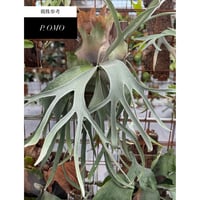 2025.4/18〜】板付ビカクシダ P. madagascariense | IMAMA