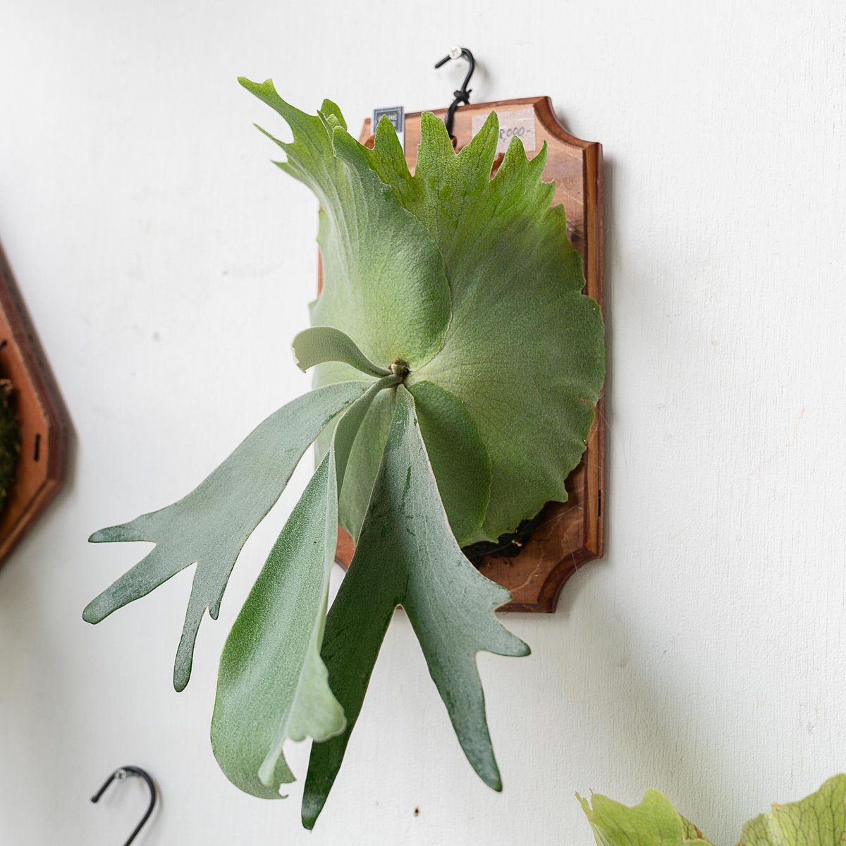 P.willinckii Leonids ビカクシダ P.willinckii Leonids ビカクシダ